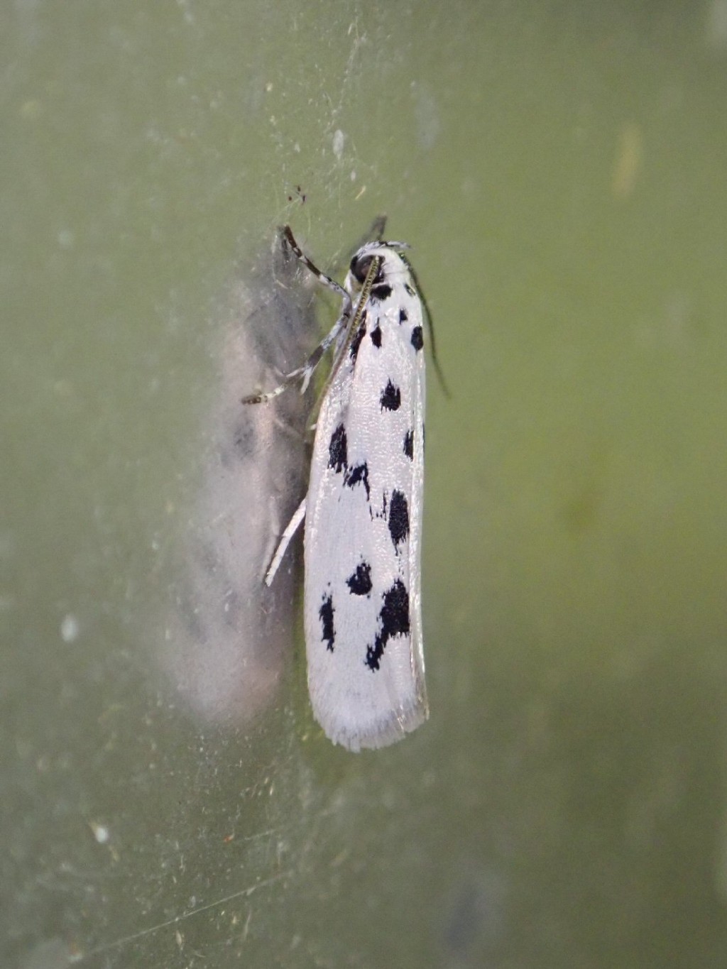 (Ethmia dodecea)