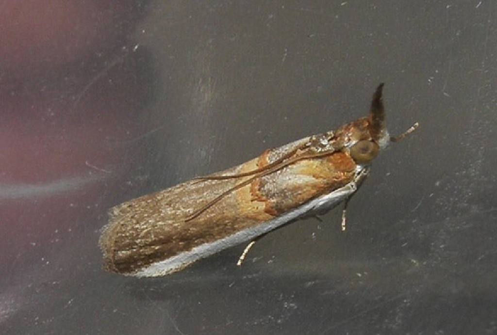 (Etiella zinckenella)