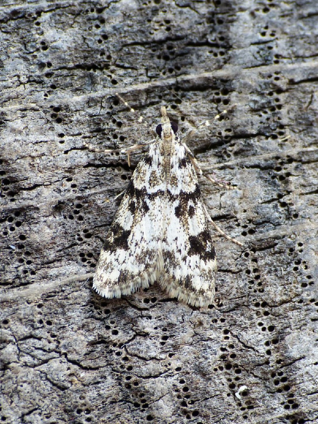 (Eudonia delunella)