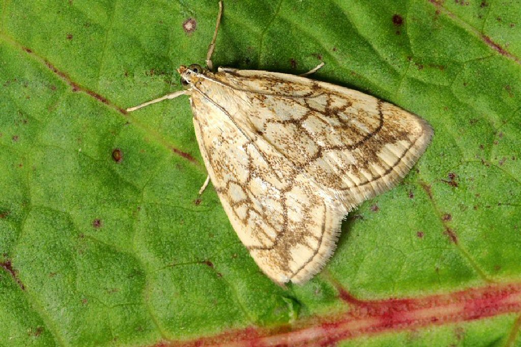 (Evergestis pallidata)