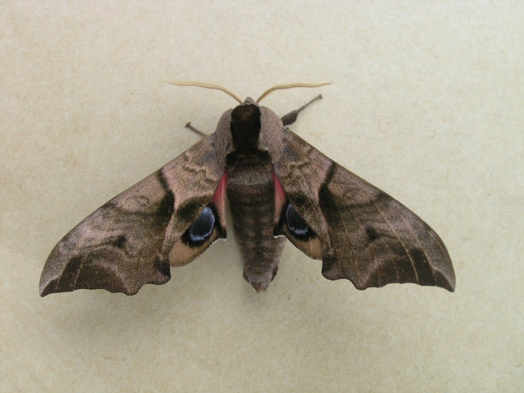 Eyed Hawk-moth (Smerinthus ocellata)