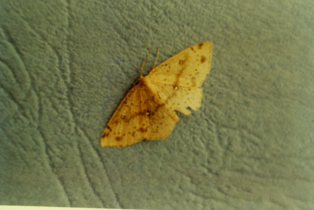 False Mocha (Cyclophora porata)