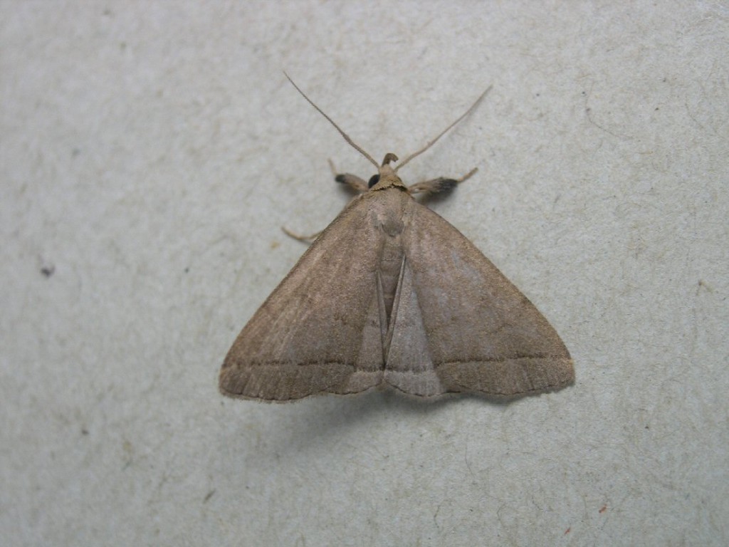 The Fan-foot (Herminia tarsipennalis)