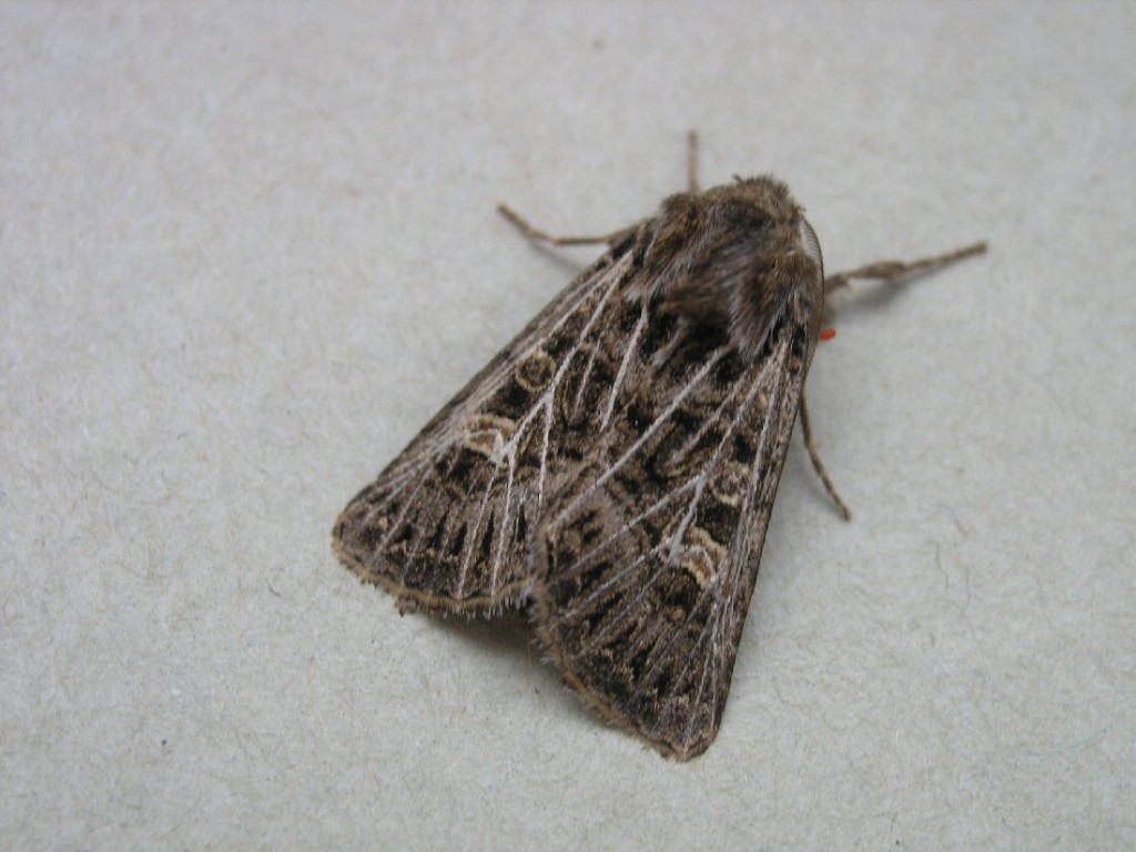 Feathered Gothic (Tholera decimalis)