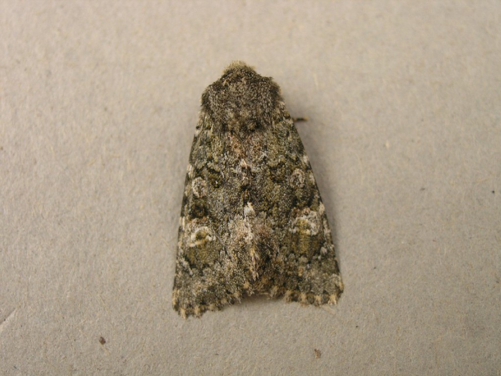 Feathered Ranunculus (Polymixis lichenea)