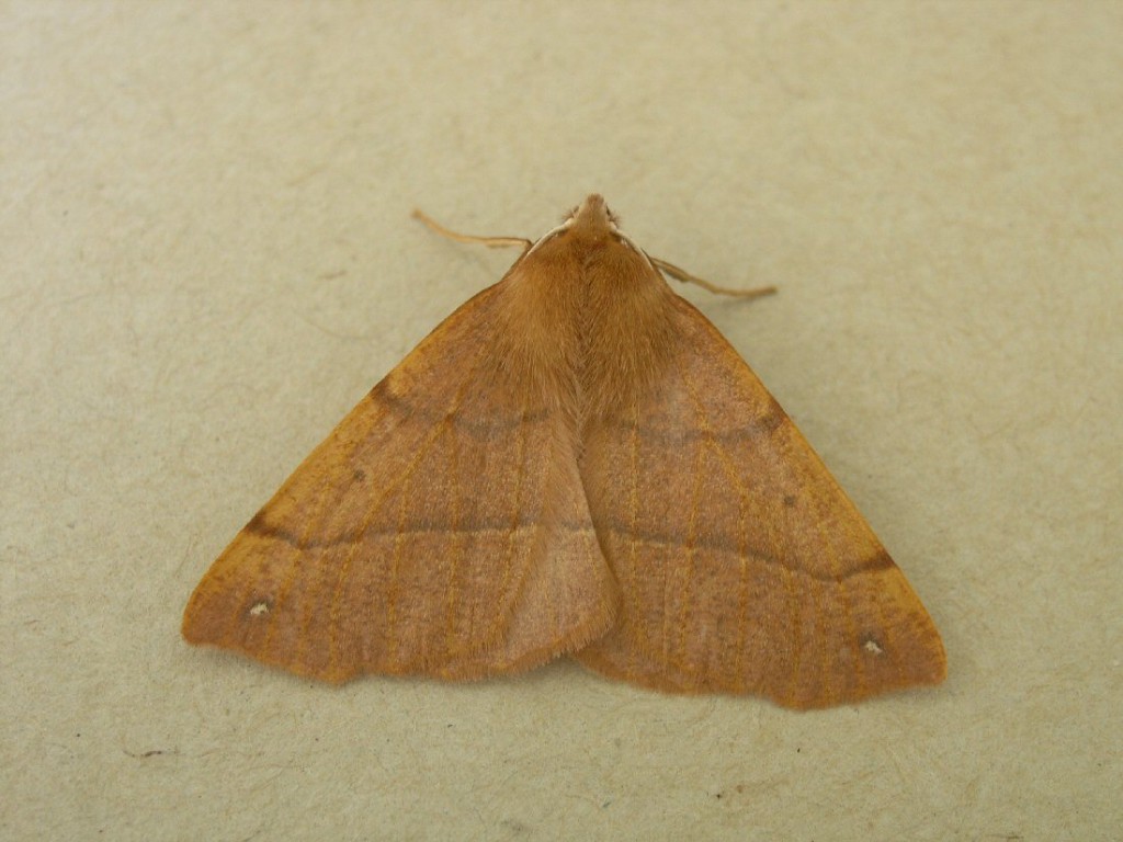 Feathered Thorn (Colotois pennaria)