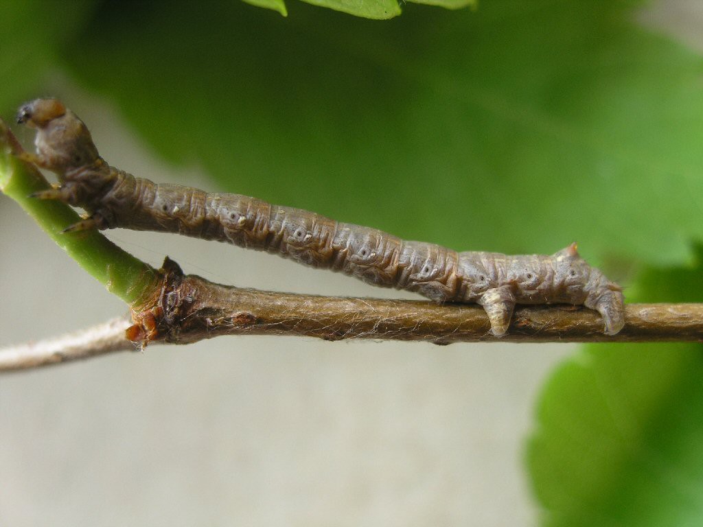 Feathered Thorn (Colotois pennaria)