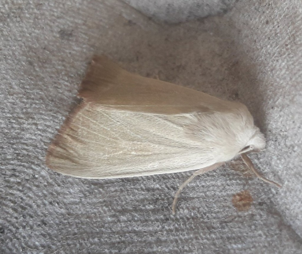 Fen Wainscot (Arenostola phragmitidis)