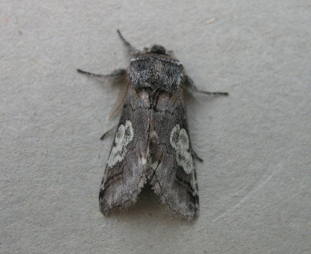 Figure of Eight (Diloba caeruleocephala)