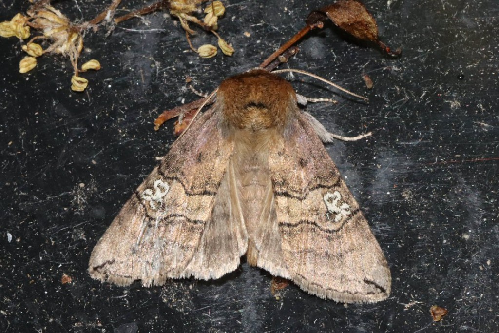 Figure of Eighty (Tethea ocularis)