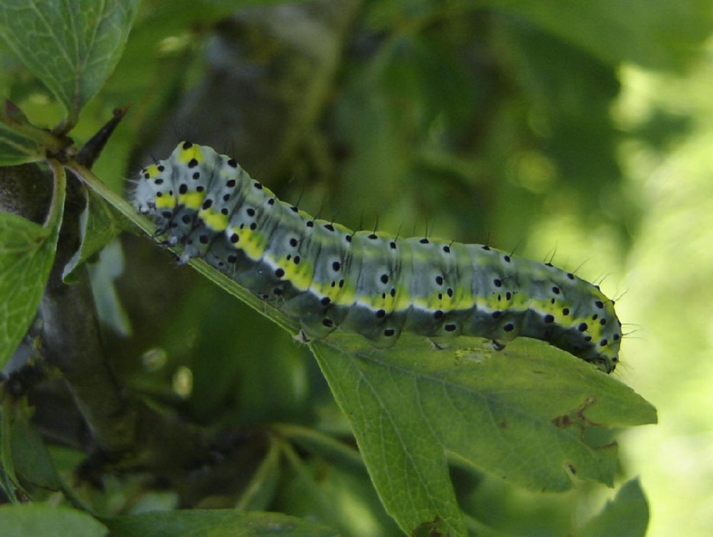 Figure of Eight (Diloba caeruleocephala)