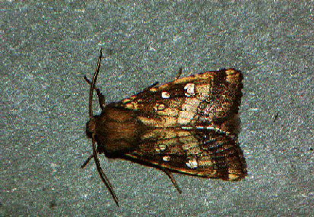 Fisher's Estuarine Moth (Gortyna borelii)