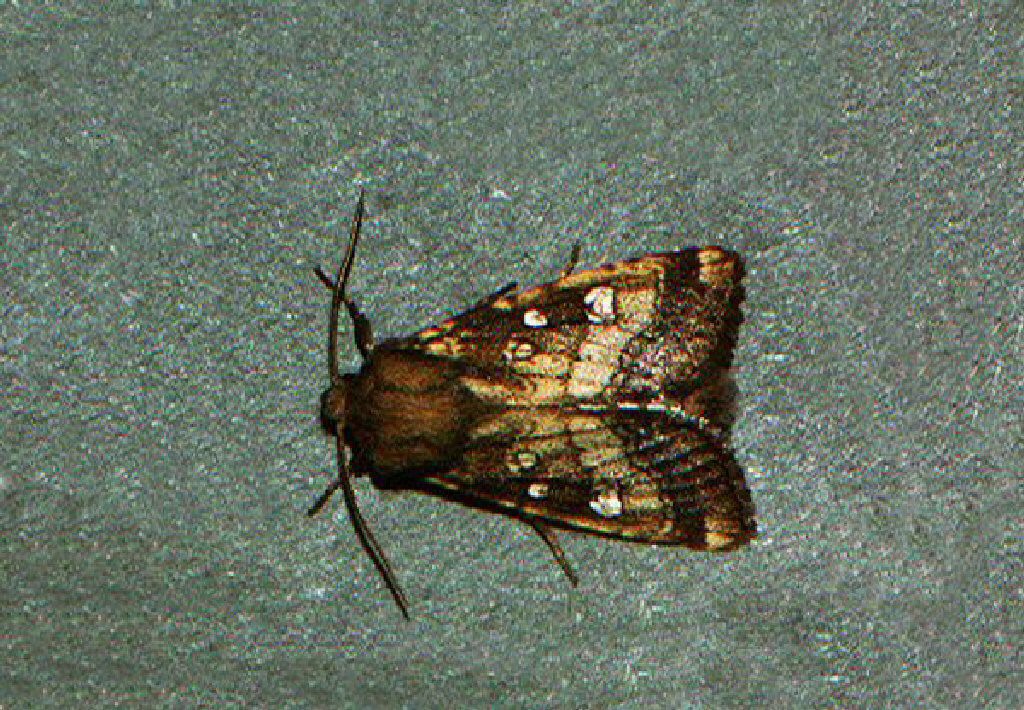 Fisher's Estuarine Moth (Gortyna borelii)