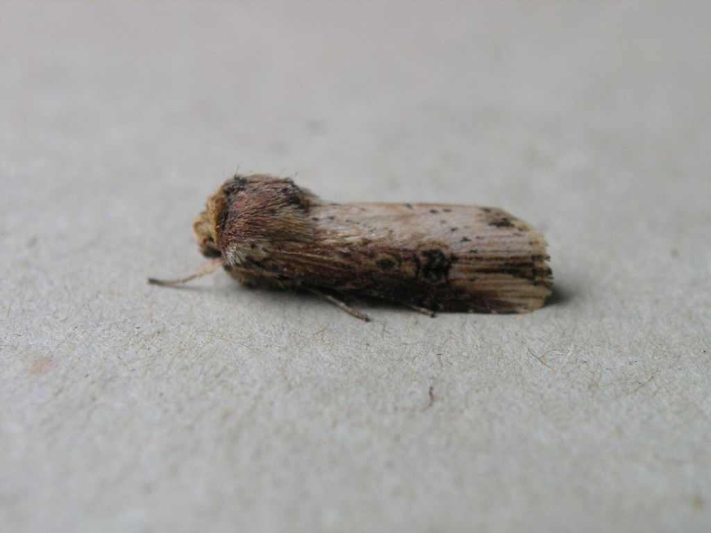 The Flame (Axylia putris)