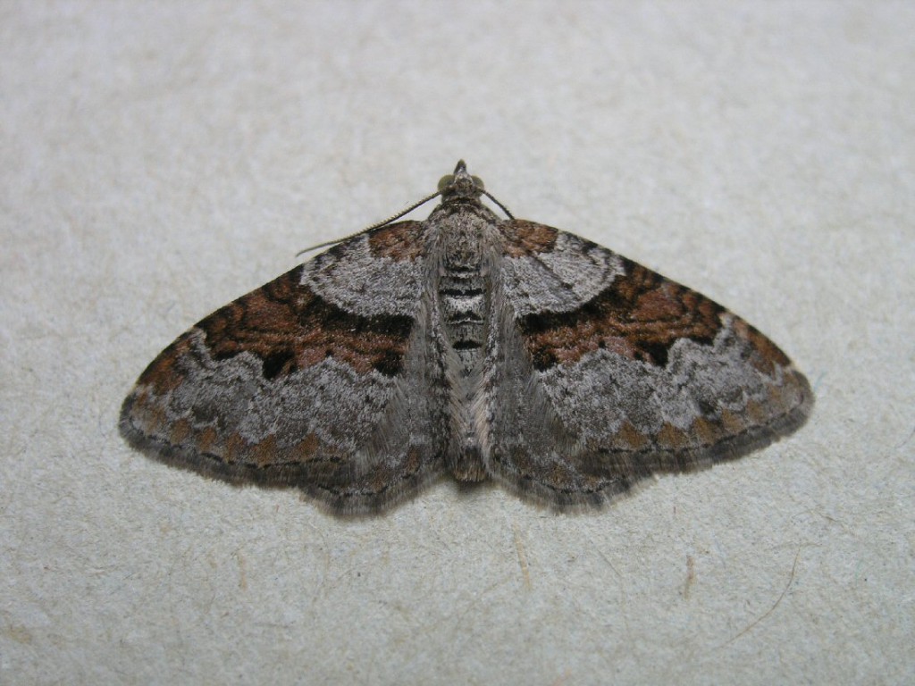 Flame Carpet (Xanthorhoe designata)