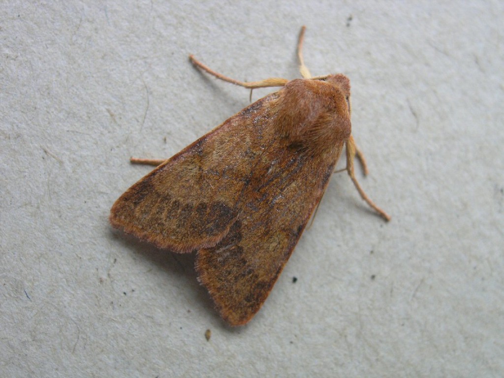 Flounced Chestnut (Agrochola helvola)
