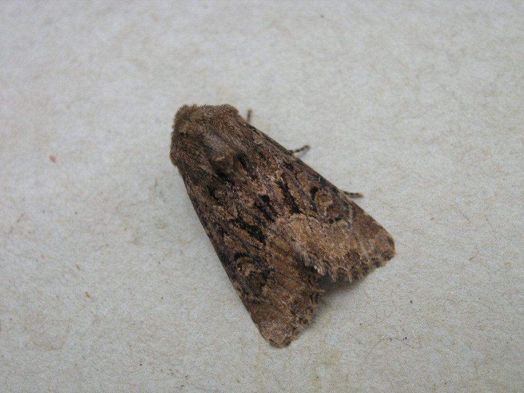 Flounced Rustic (Luperina testacea)