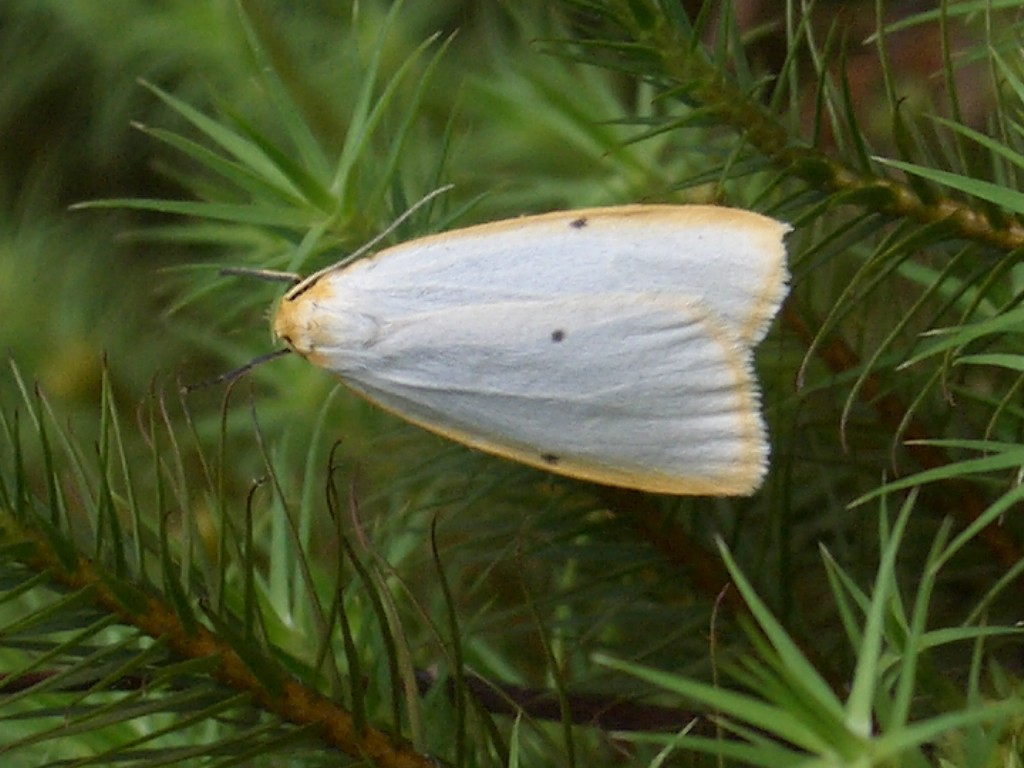 Four-dotted Footman (Cybosia mesomella)