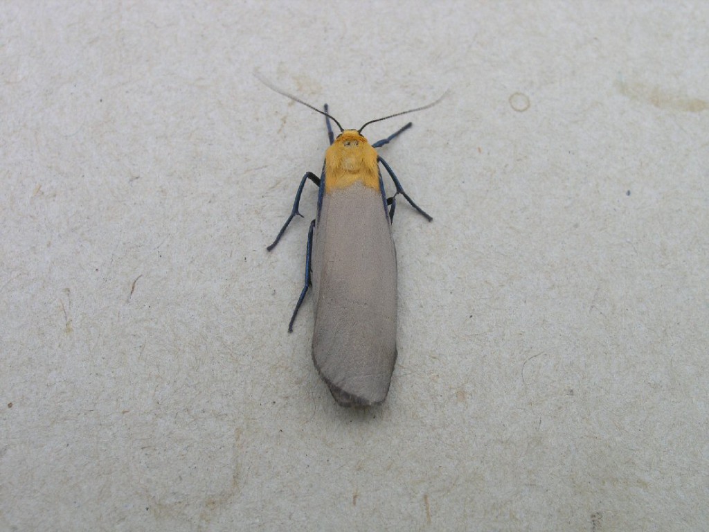 Four-spotted Footman (Lithosia quadra)