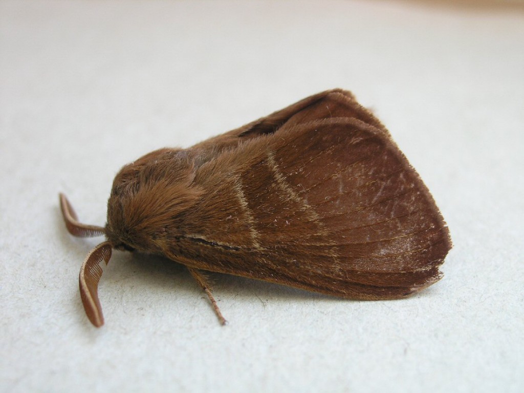 Fox Moth (Macrothylacia rubi)