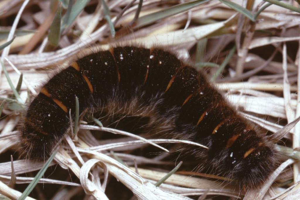 Fox Moth (Macrothylacia rubi)