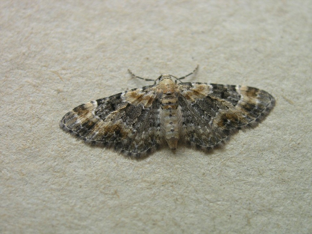 Foxglove Pug (Eupithecia pulchellata)