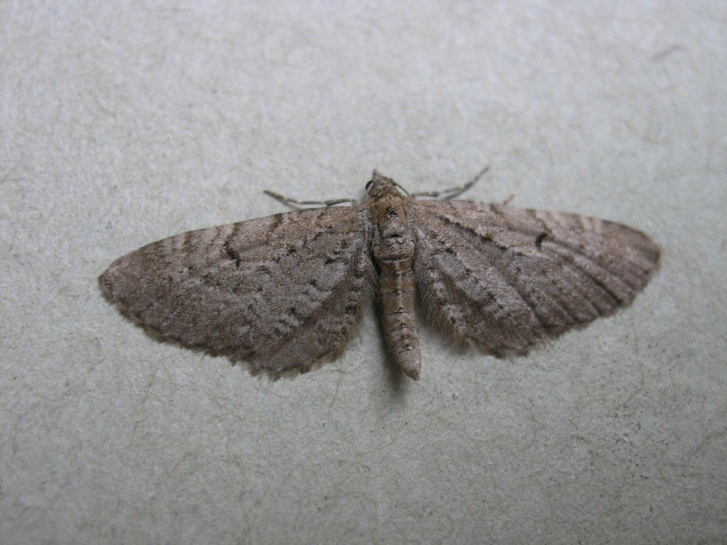 Freyer's Pug (Eupithecia intricata)
