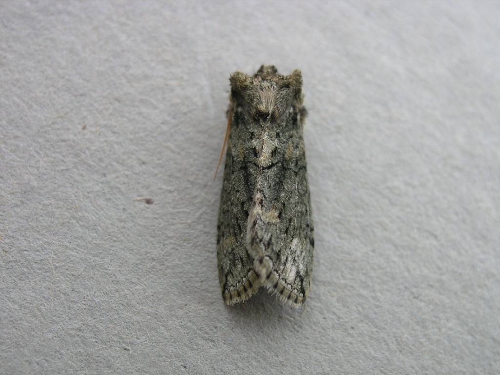 Frosted Green (Polyploca ridens)