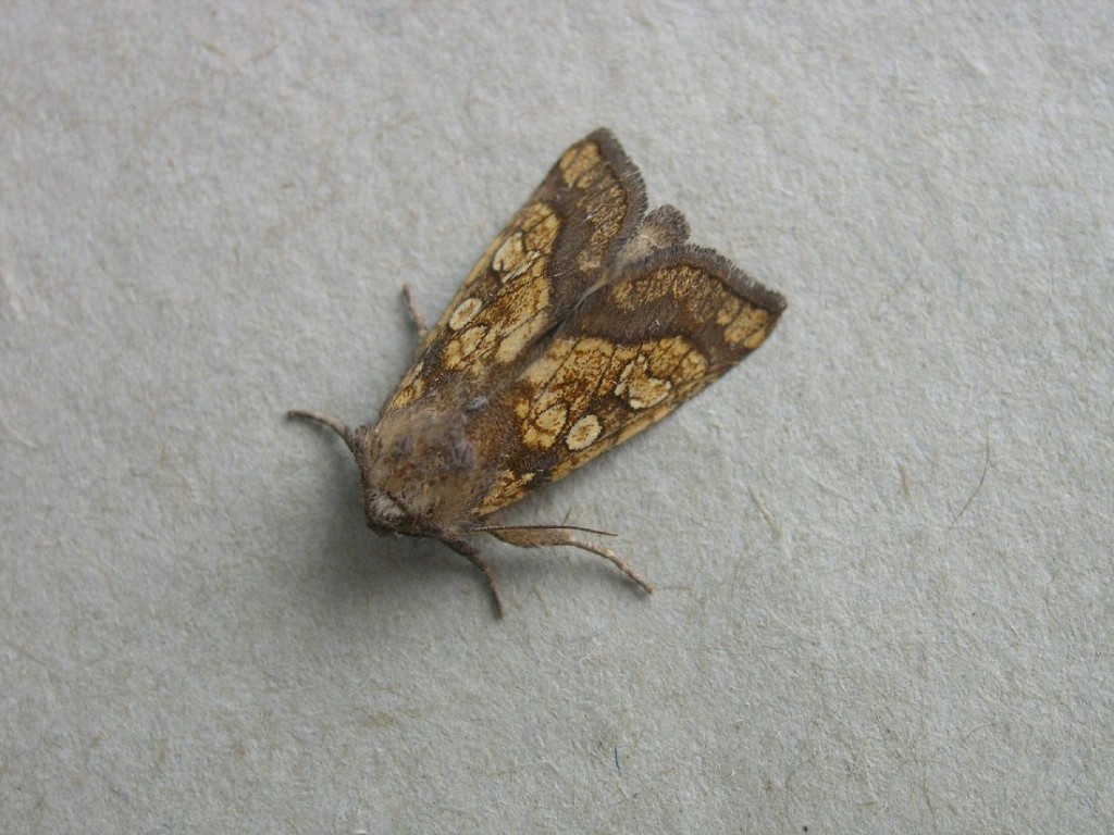 Frosted Orange (Gortyna flavago)
