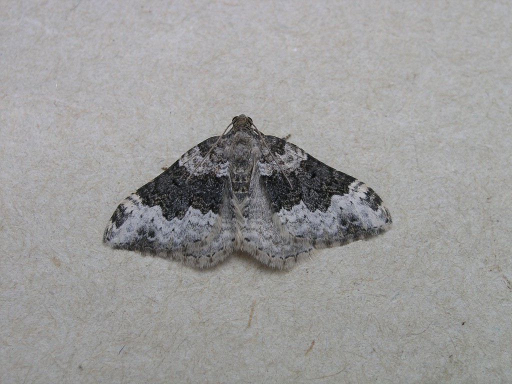 Galium Carpet (Epirrhoe galiata)