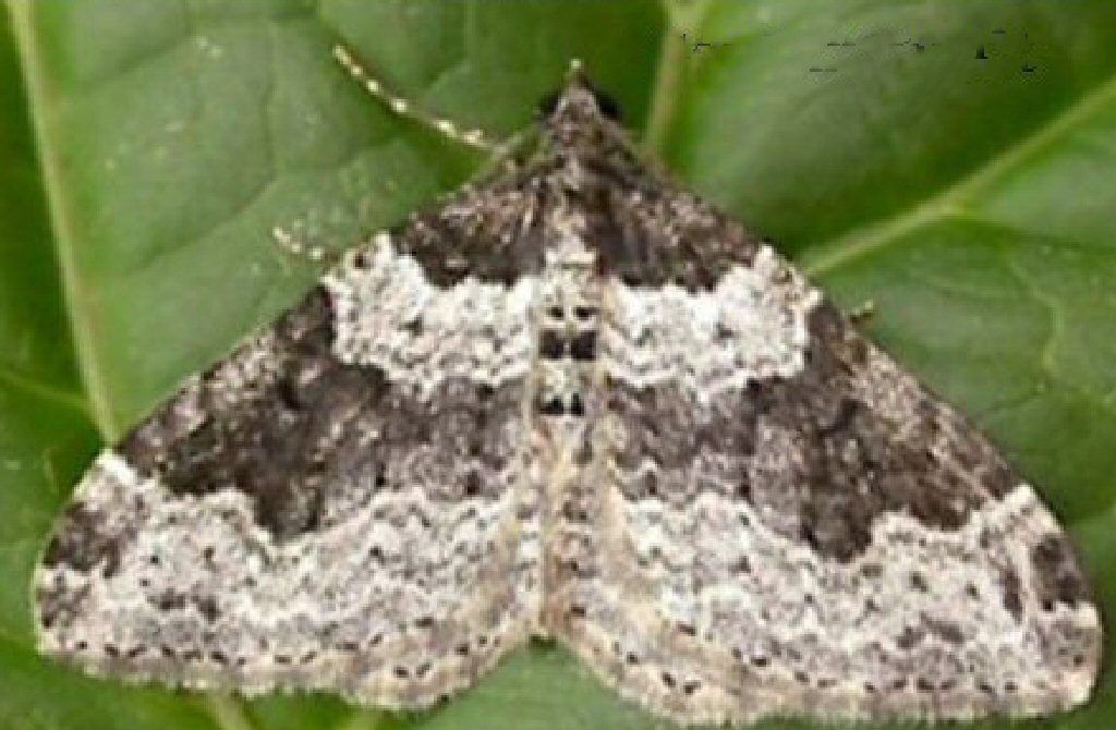 Garden Carpet (Xanthorhoe fluctuata)