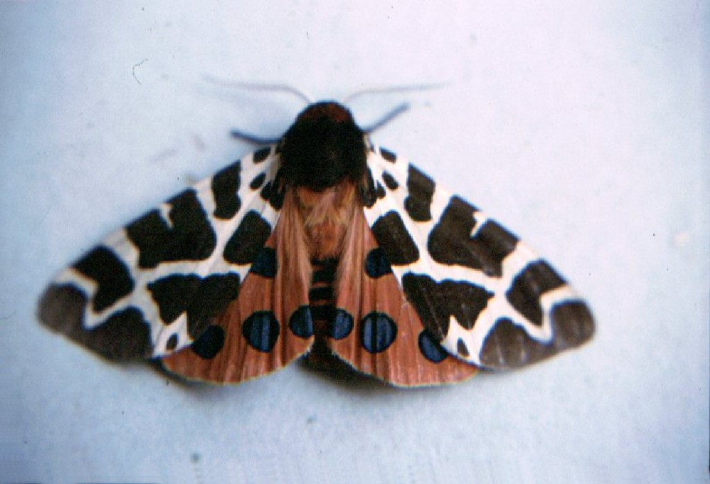 Garden Tiger (Arctia caja)