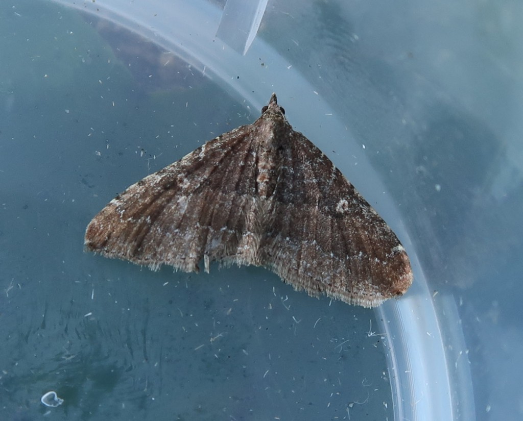 The Gem (Nycterosea obstipata)