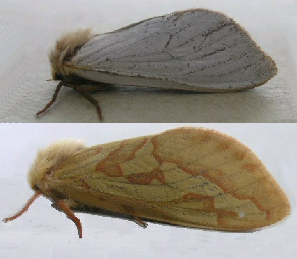 Ghost Moth (Hepialus humuli)