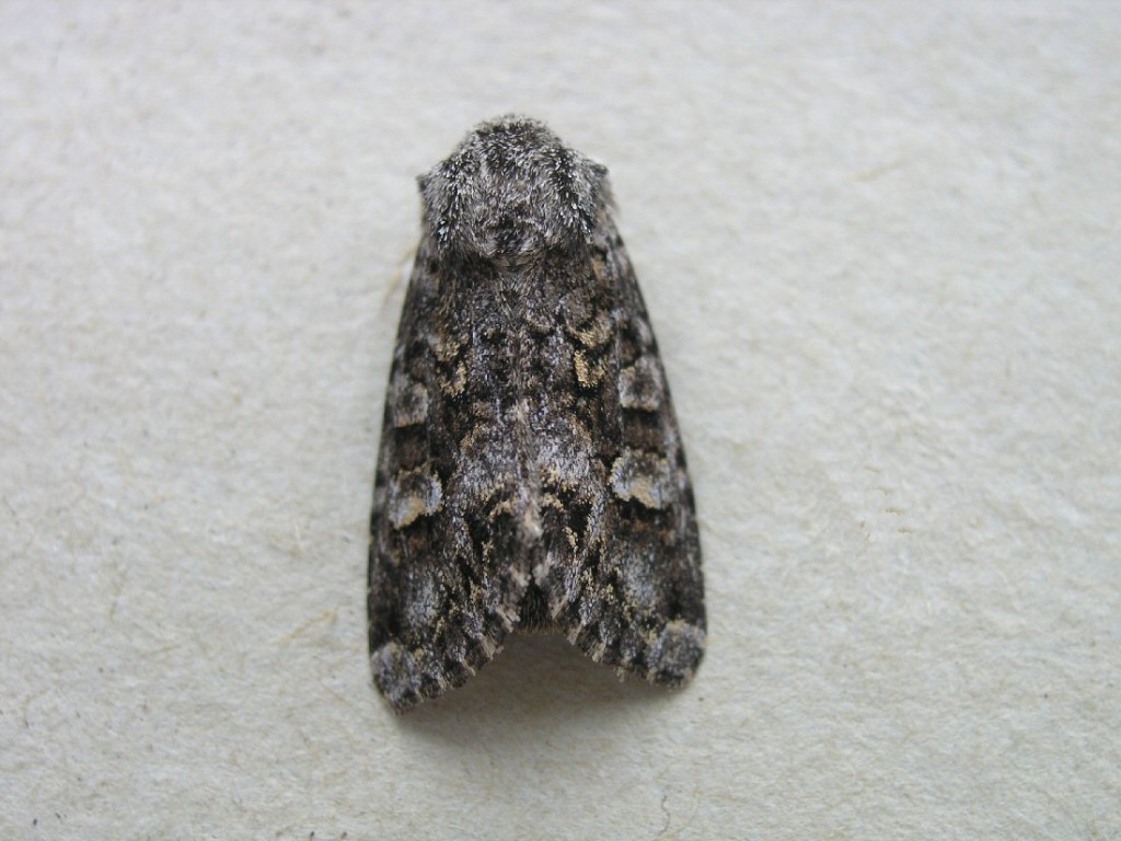 Glaucous Shears (Papestra biren)
