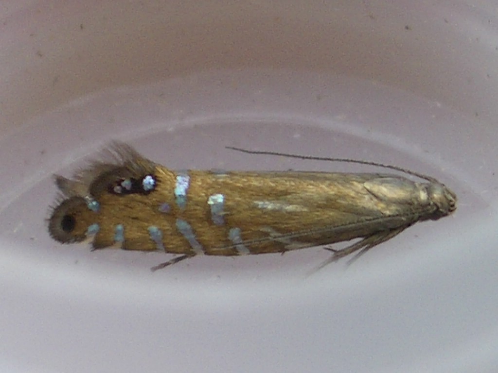 (Glyphipterix thrasonella)