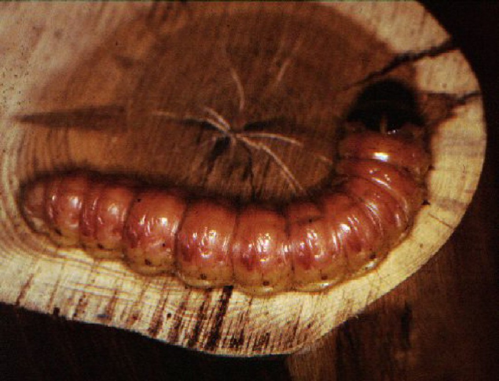 Goat Moth (Cossus cossus)