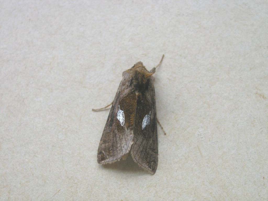 Gold Spangle (Autographa bractea)