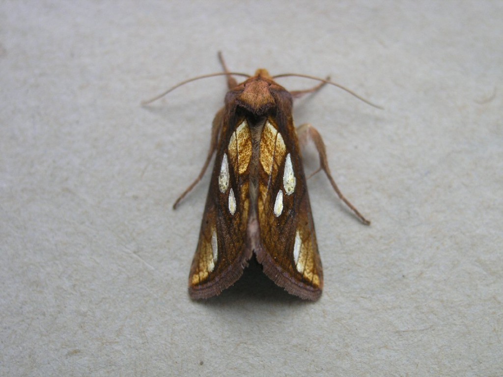 Gold Spot (Plusia festucae)
