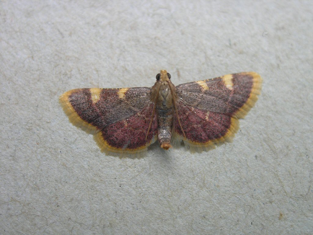 Gold Triangle (Hypsopygia costalis)