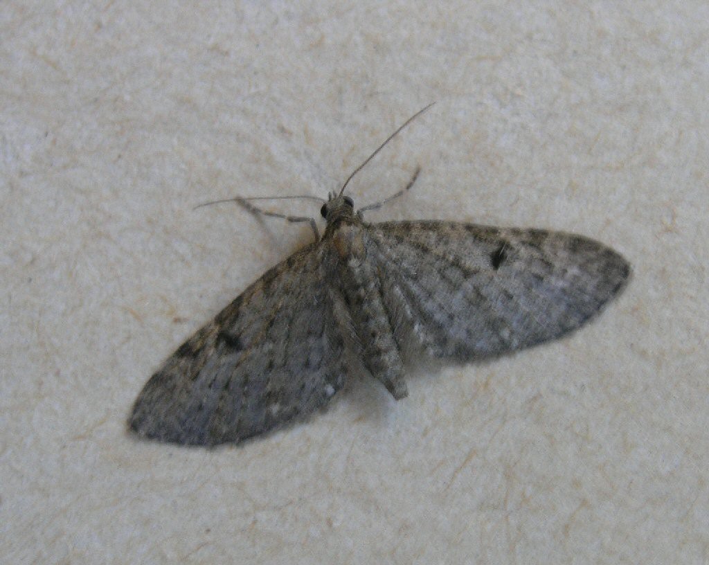 Golden-rod Pug (Eupithecia virgaureata)