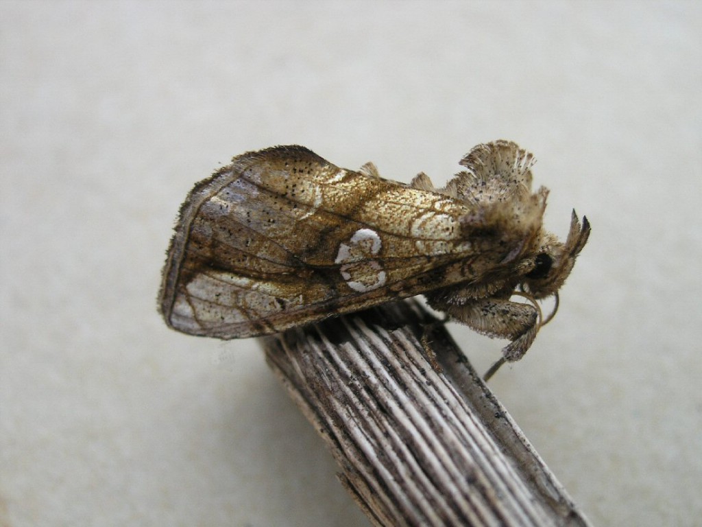 Golden Plusia (Polychrysia moneta)