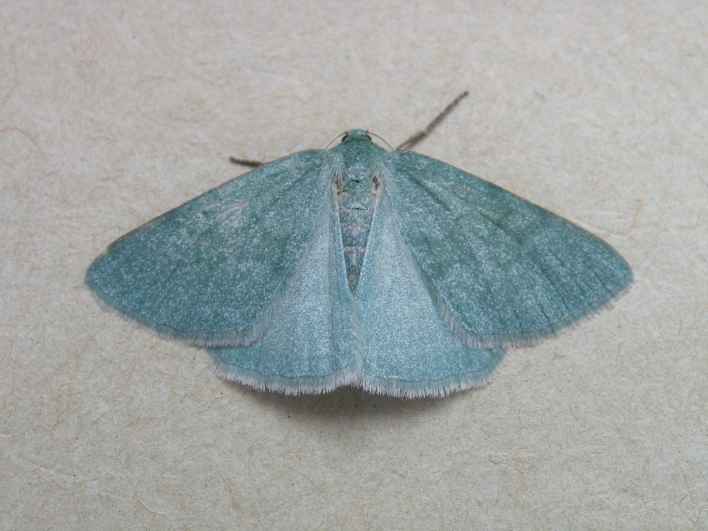 Grass Emerald (Pseudoterpna pruinata)