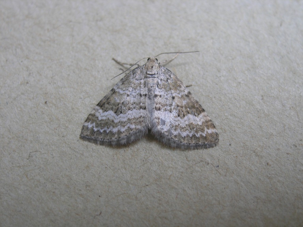 Grass Rivulet (Perizoma albulata)