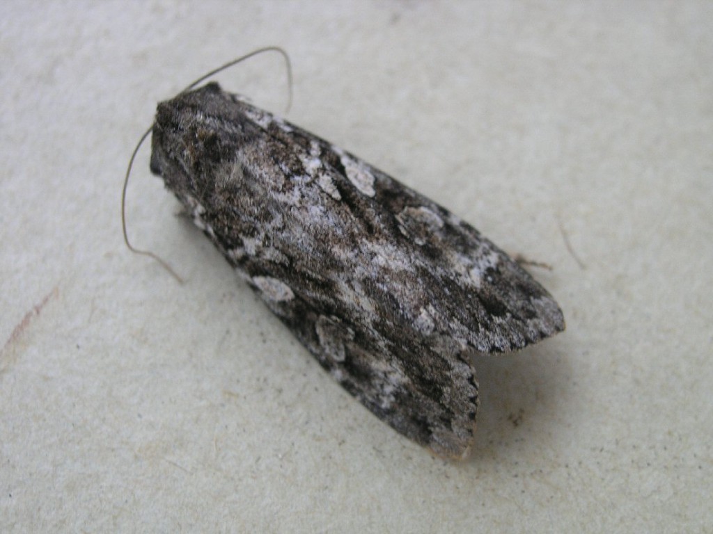Great Brocade (Eurois occulta)