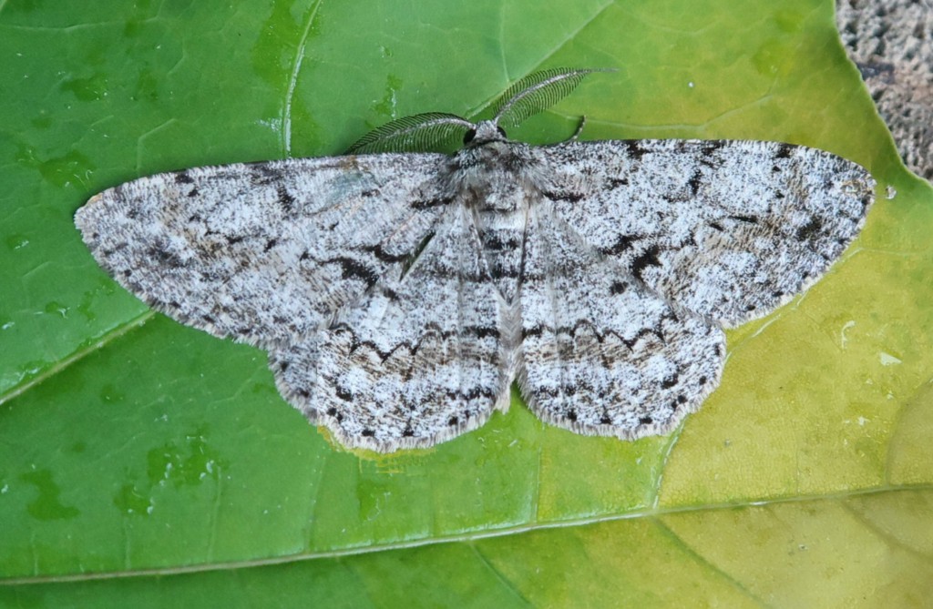 Great Oak Beauty (Hypomecis roboraria)