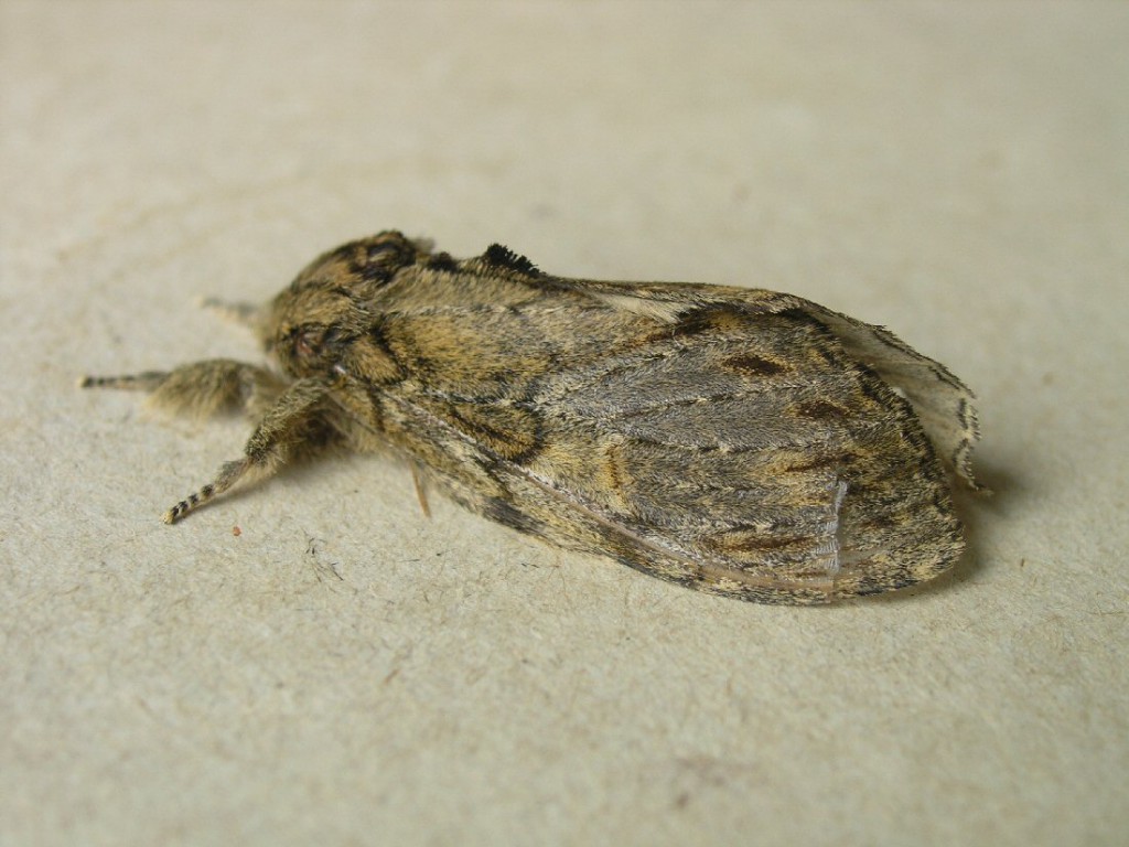 Great Prominent (Peridea anceps)