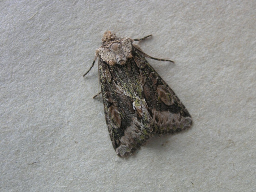Green-brindled Crescent (Allophyes oxyacanthae)