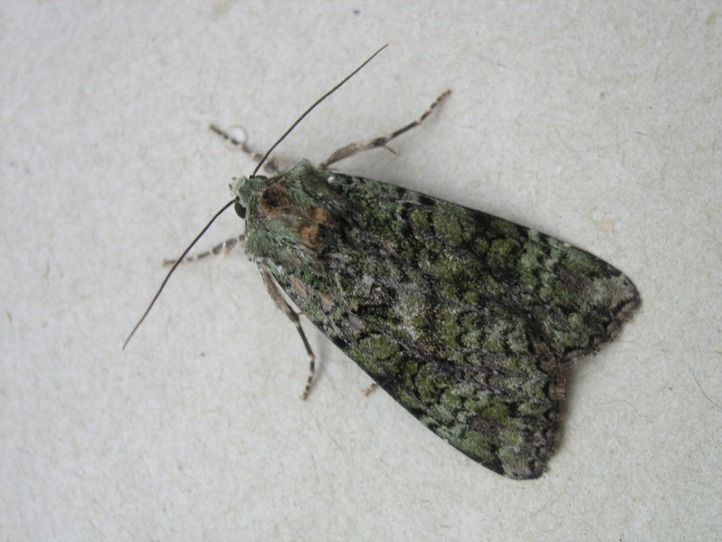 Green Arches (Anaplectoides prasina)