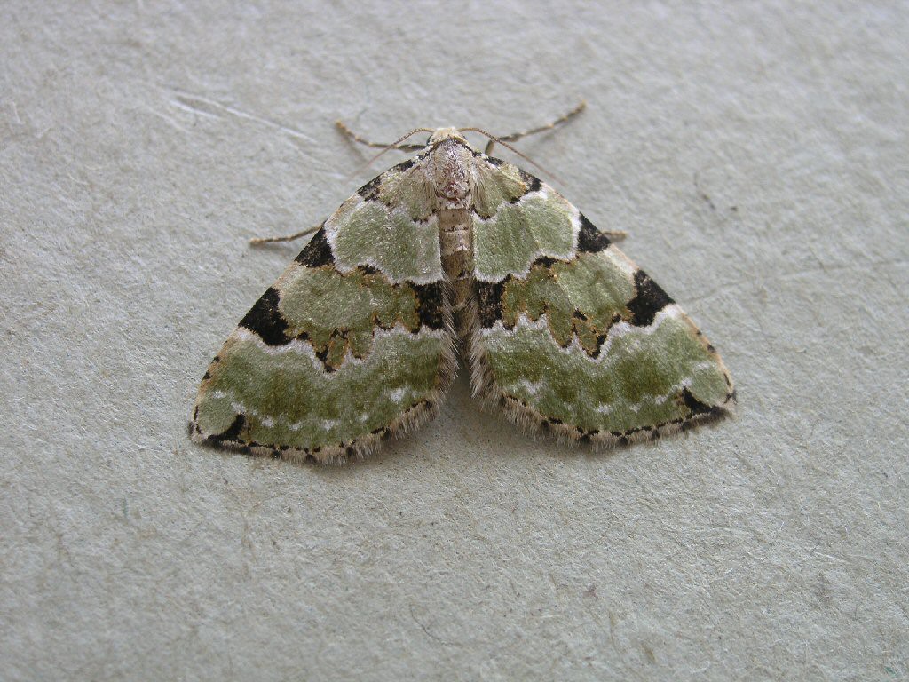 Green Carpet (Colostygia pectinataria)